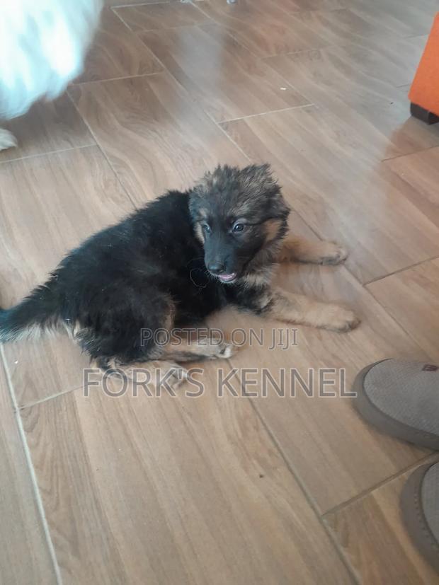 1-3 months Female Purebred German Shepherd