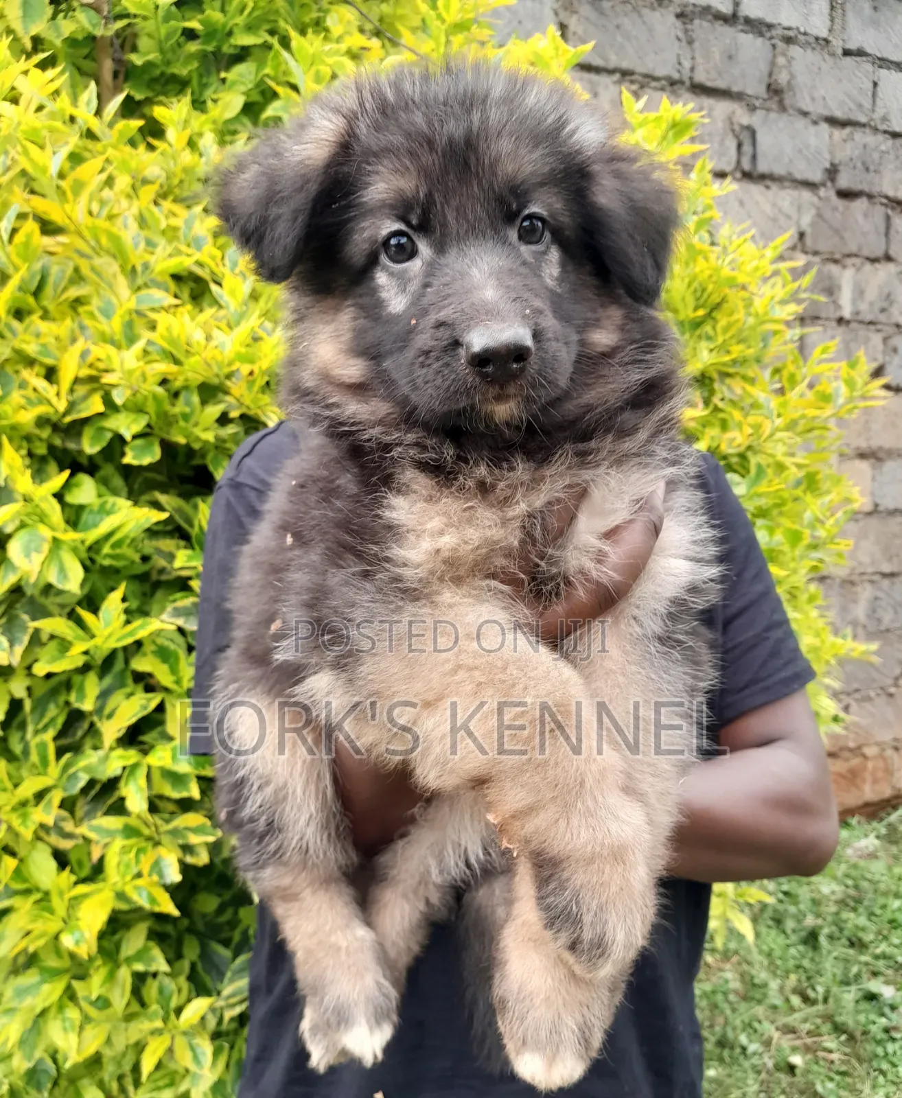 1-3 months Female Purebred German Shepherd