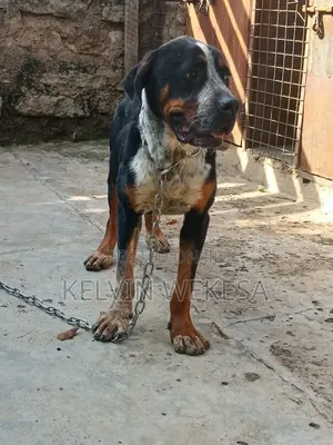 1+ year Male Purebred Boerboel