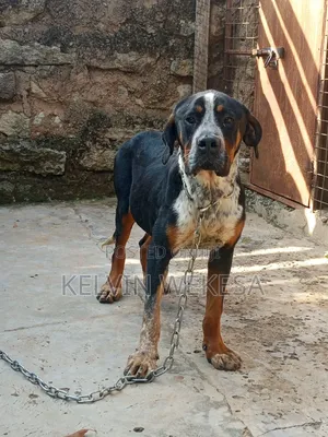 1+ year Male Purebred Boerboel