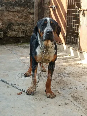 1+ year Male Purebred Boerboel