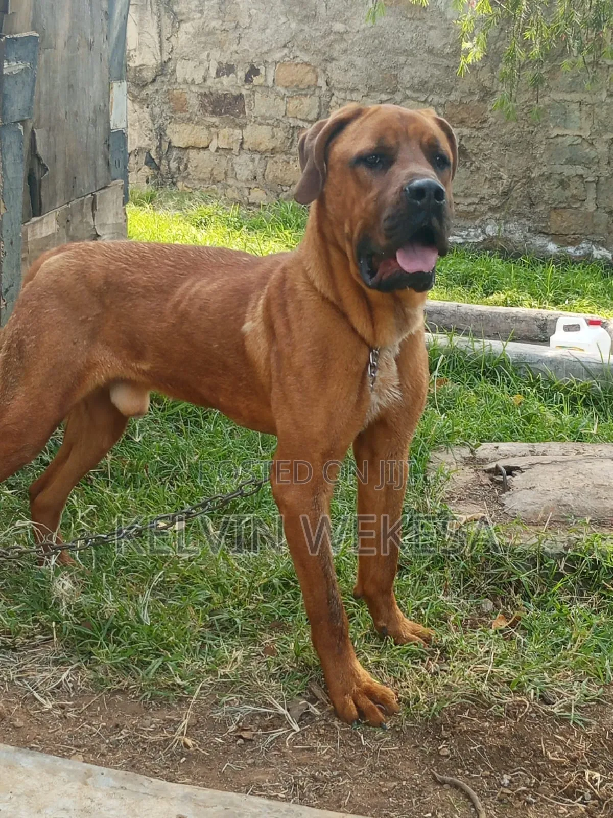 1+ year Male Purebred Boerboel