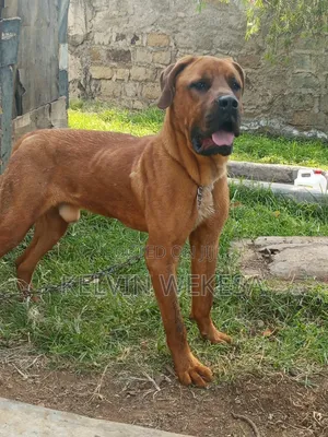 1+ year Male Purebred Boerboel