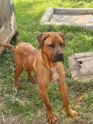 1+ year Male Purebred Boerboel