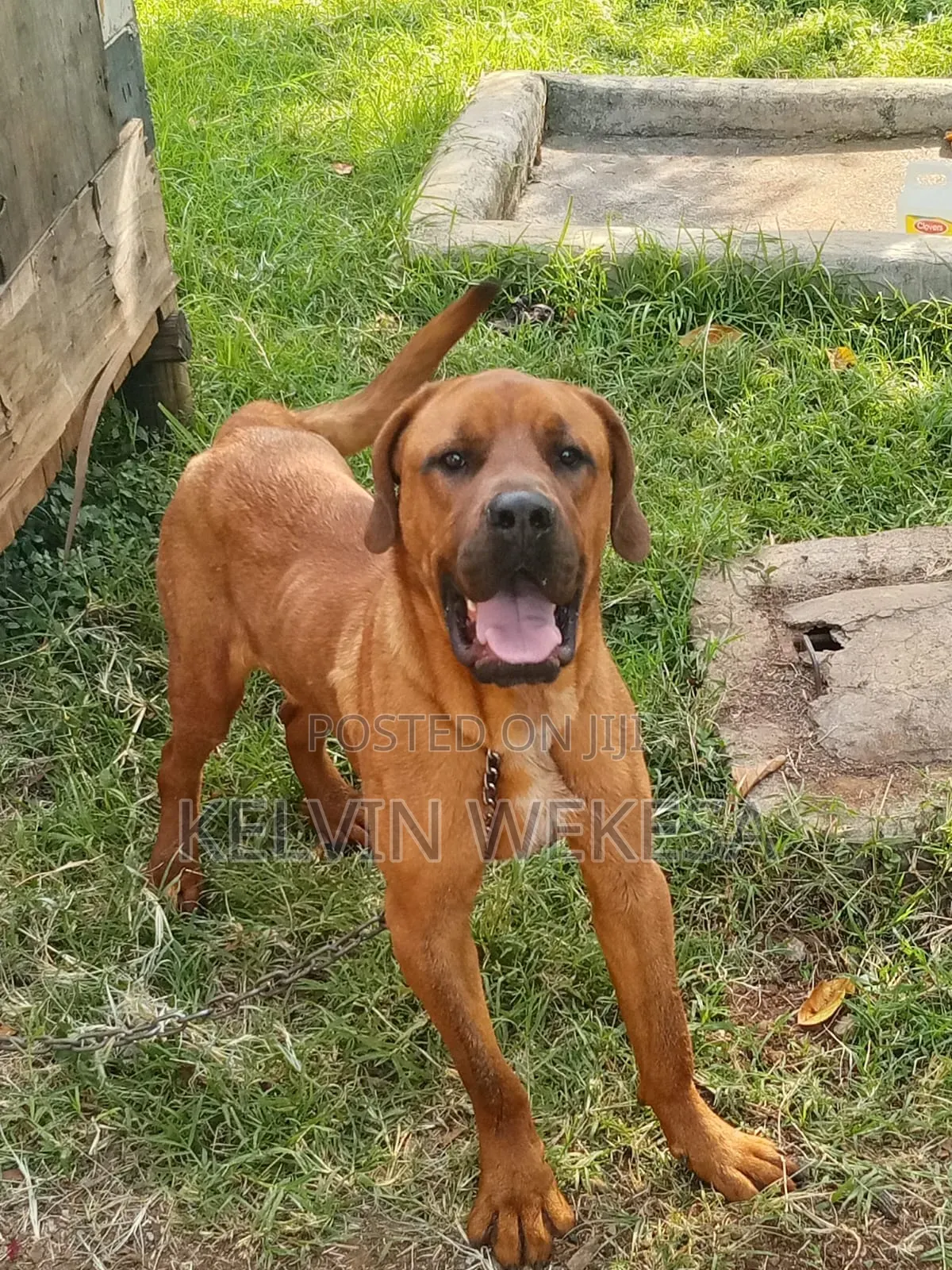 1+ year Male Purebred Boerboel