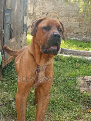 1+ year Male Purebred Boerboel