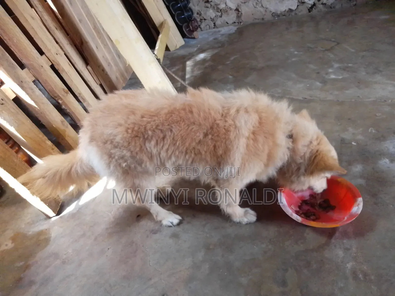 3-6 months Female Mixed Breed Japanese Chin