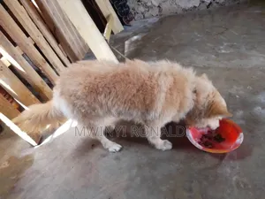 3-6 months Female Mixed Breed Japanese Chin