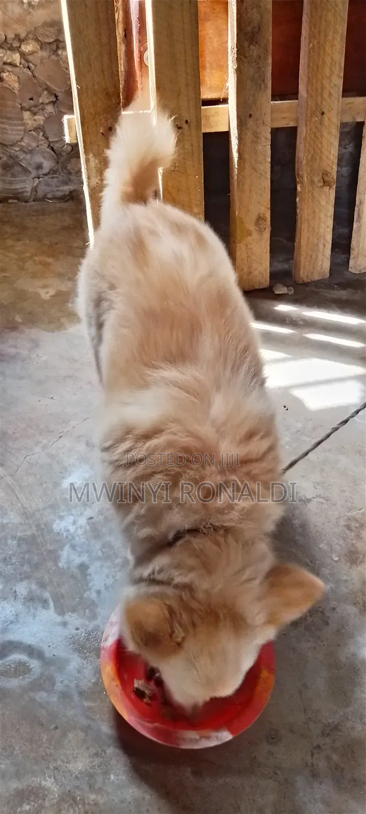 3-6 months Female Mixed Breed Japanese Chin