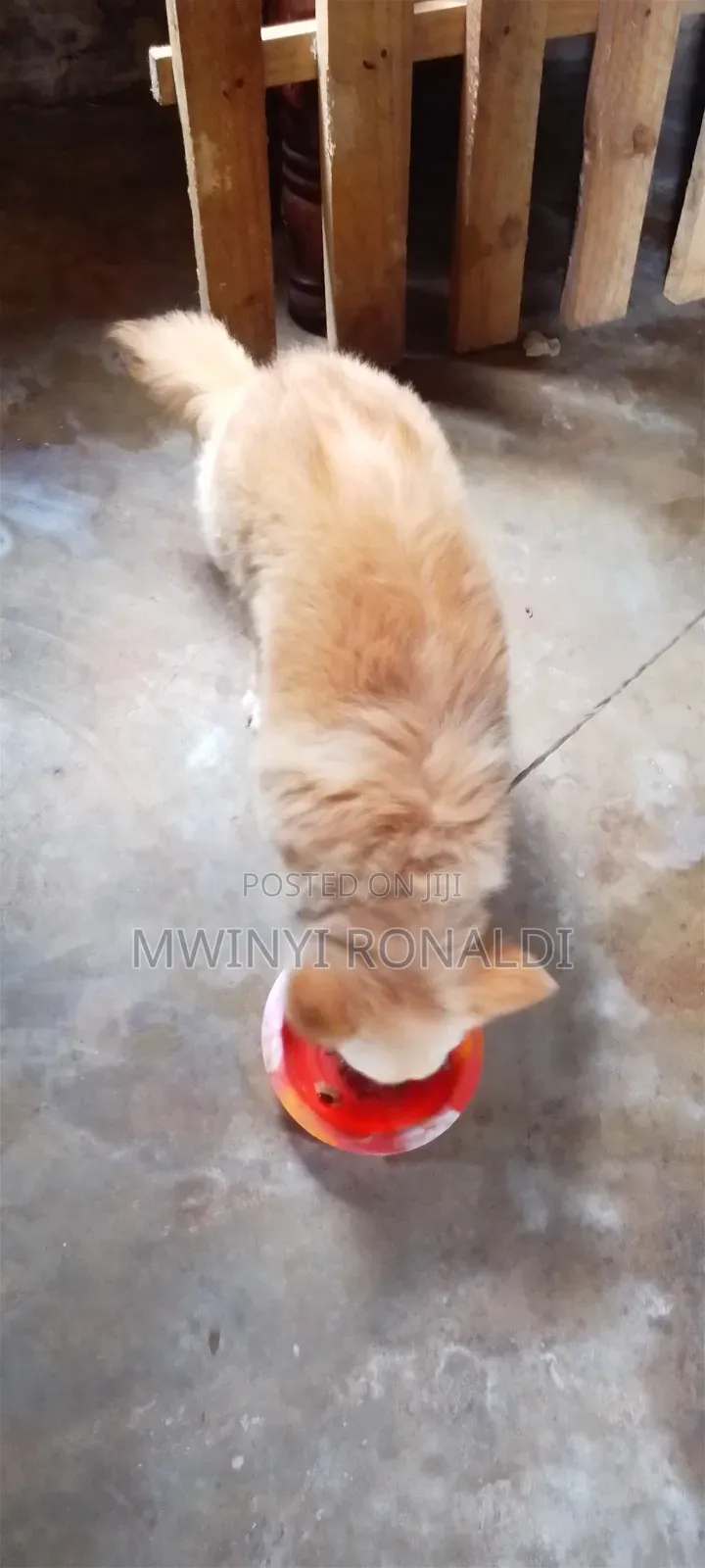 3-6 months Female Mixed Breed Japanese Chin