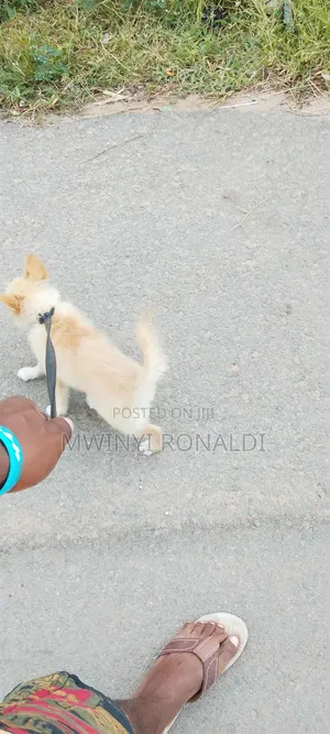 3-6 months Female Mixed Breed Japanese Chin