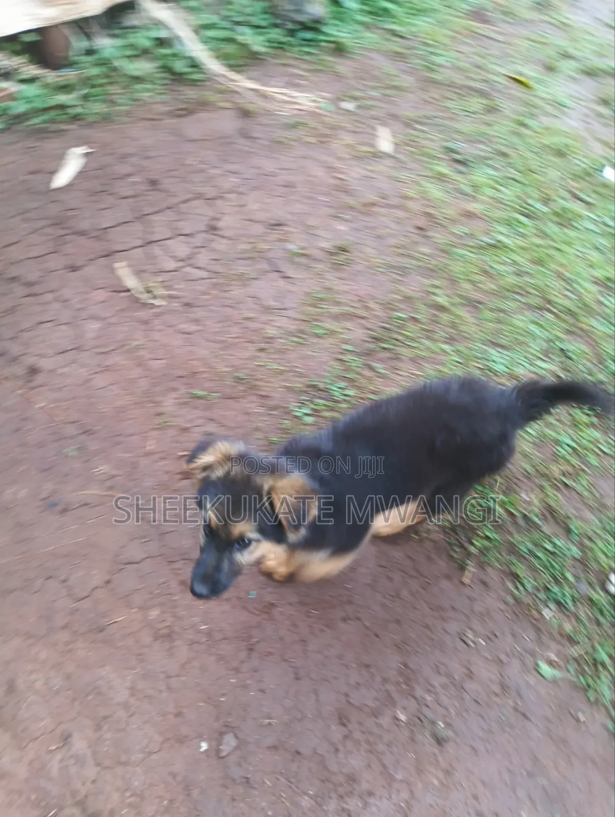 3-6 months Male Purebred German Shepherd