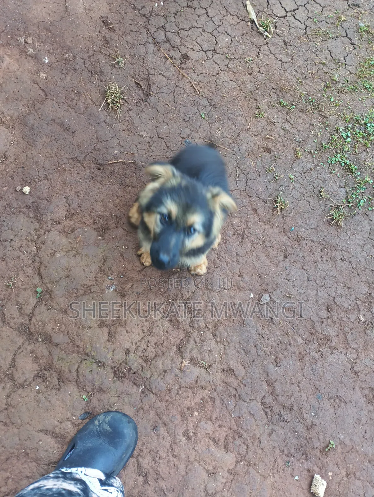 3-6 months Male Purebred German Shepherd