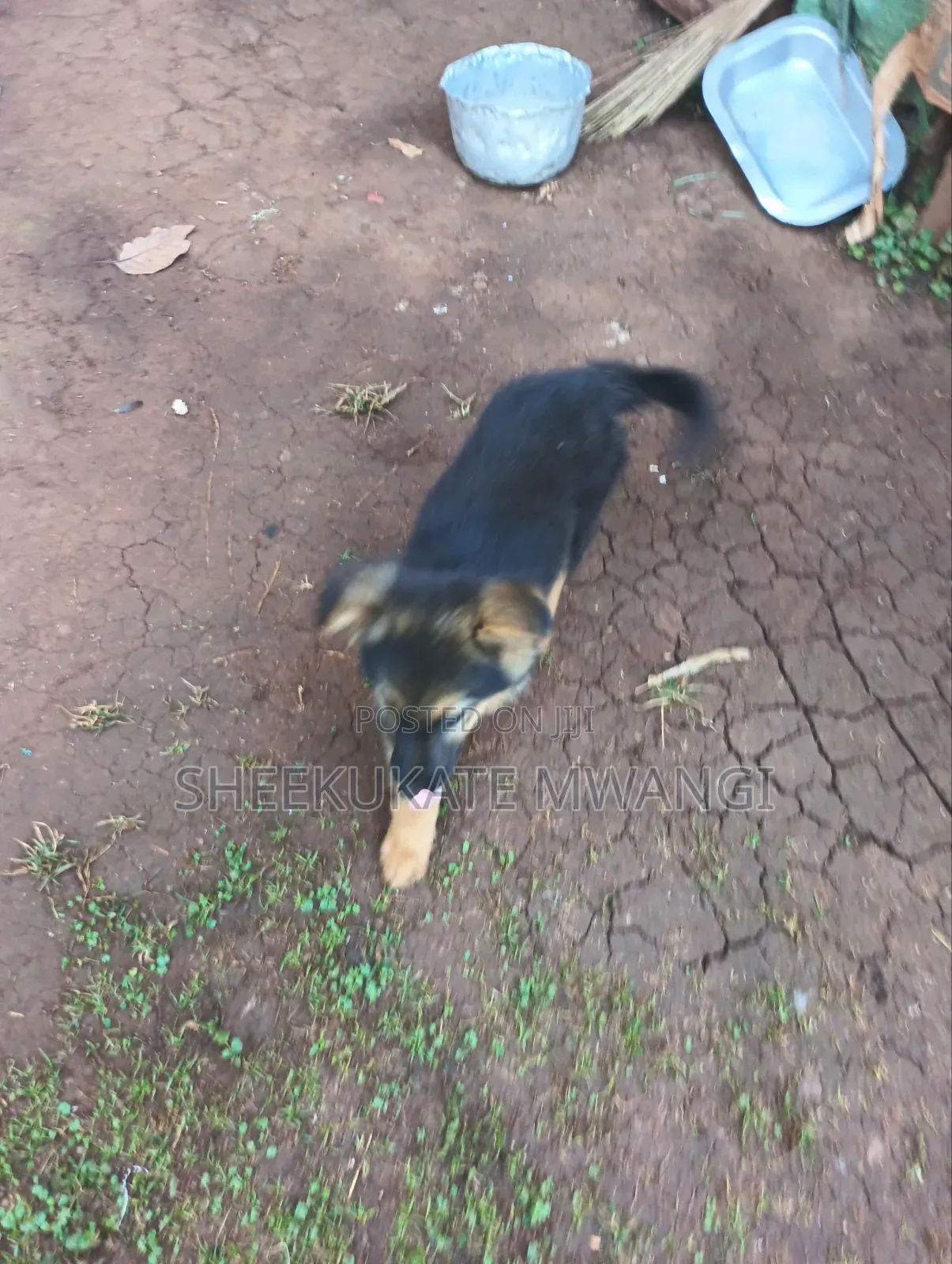 3-6 months Male Purebred German Shepherd