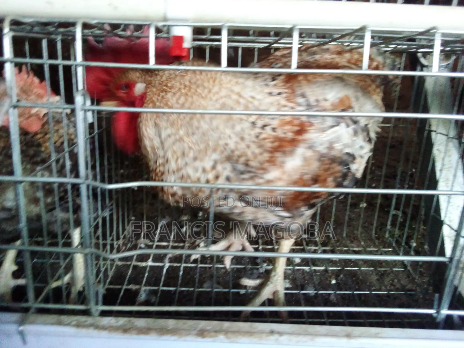 Chicken - F1 Cocks