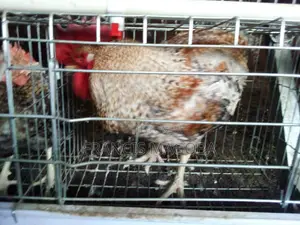 Chicken - F1 Cocks