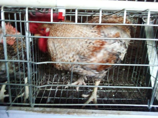 Chicken - F1 Cocks - main view