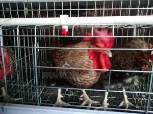 Chicken - F1 Cocks