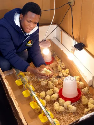 Quality Kenbro Chicks Day 1–3 | KSH 100 Each