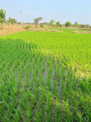 Super Gro Fertilizer