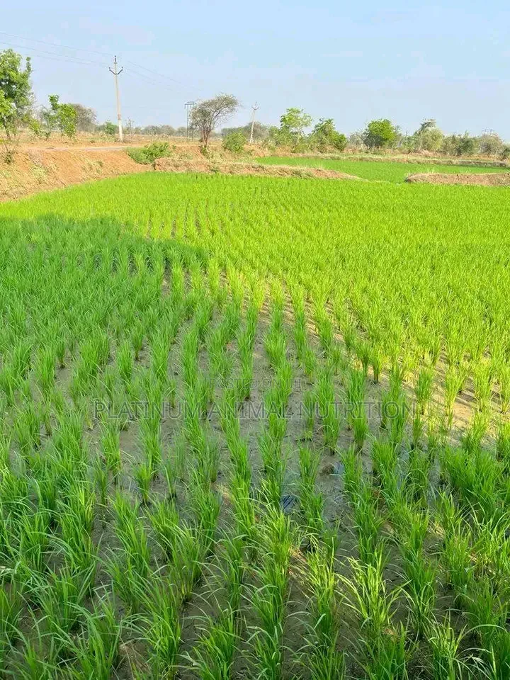 Super Gro Fertilizer