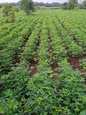 Super Gro Fertilizer