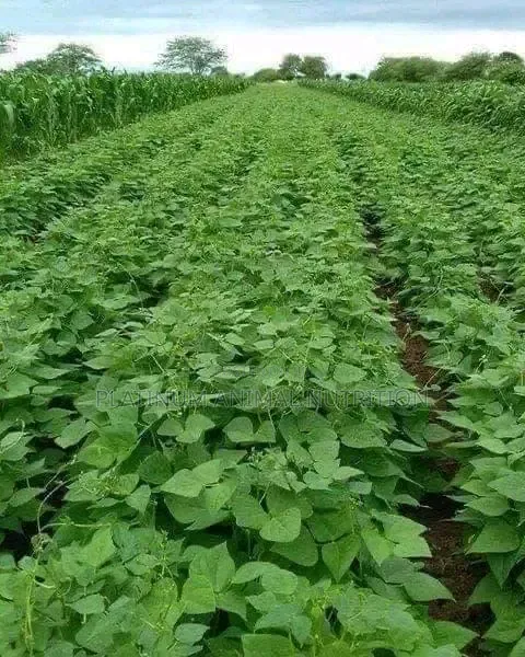 Super Gro Fertilizer