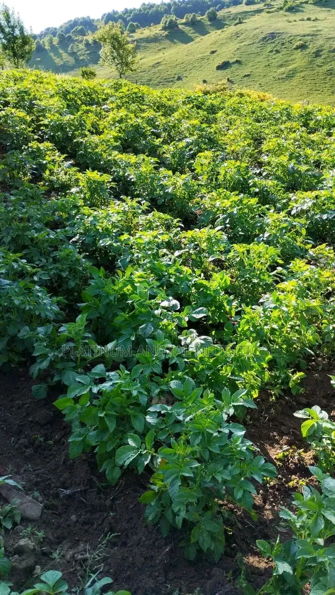 Super Gro Fertilizer