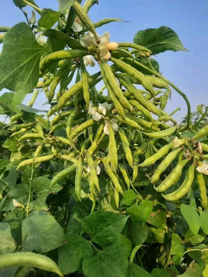 Super Gro Fertilizer