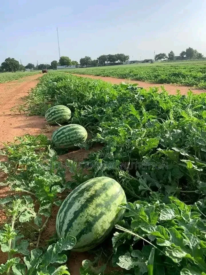 Super Gro Fertilizer