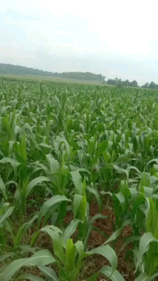 Super Gro Fertilizer