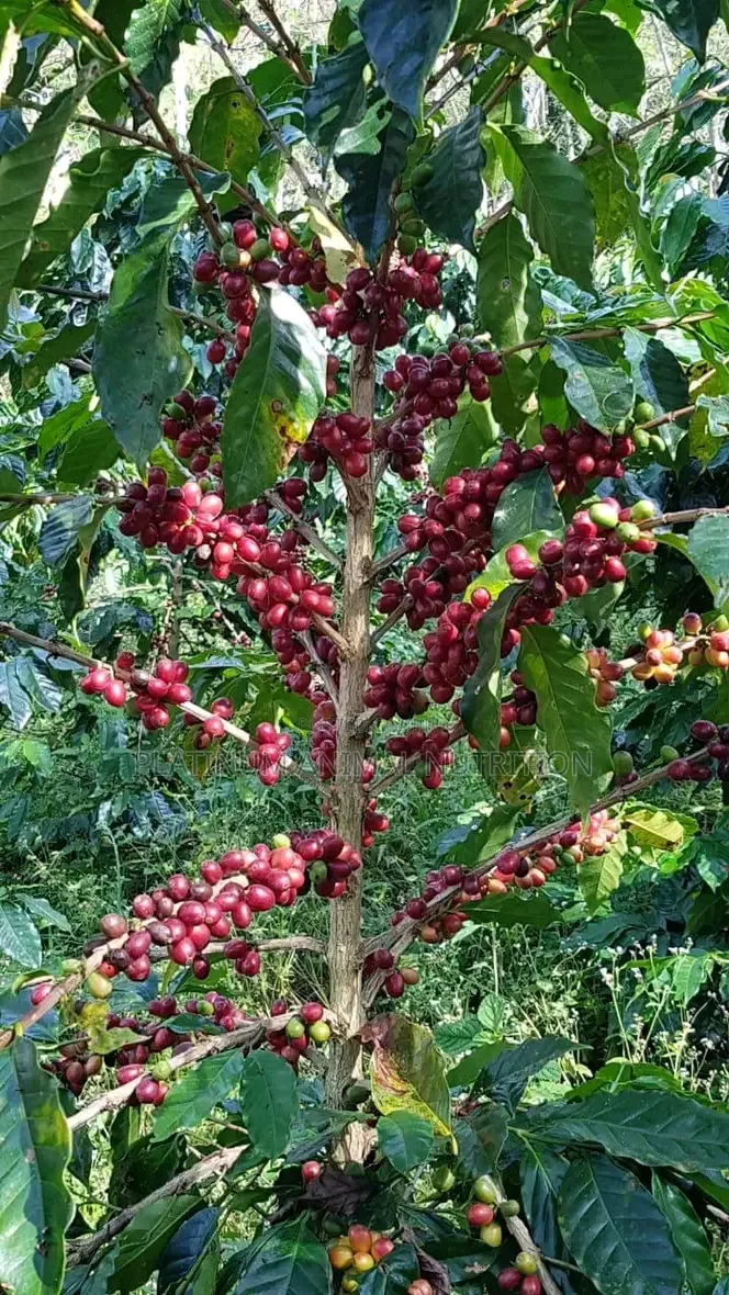 Super Gro Fertilizer