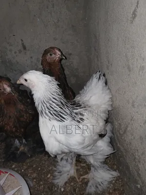 Brahma Chicken (6 10-Week-Old Chicks)