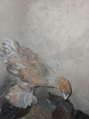 Brahma Chicken (6 10-Week-Old Chicks)