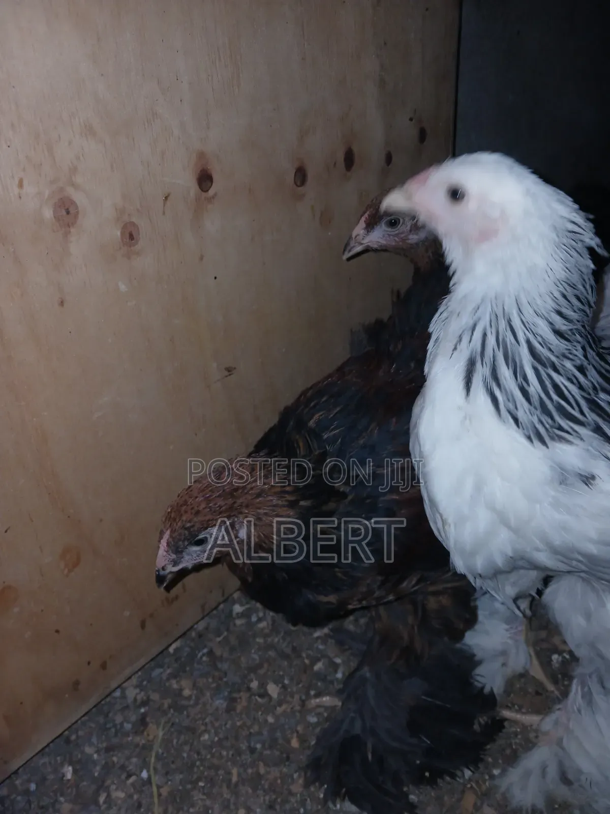 Brahma Chicken (6 10-Week-Old Chicks)