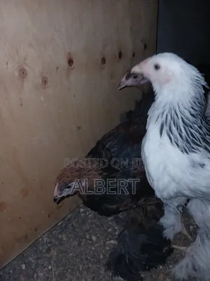 Brahma Chicken (6 10-Week-Old Chicks)
