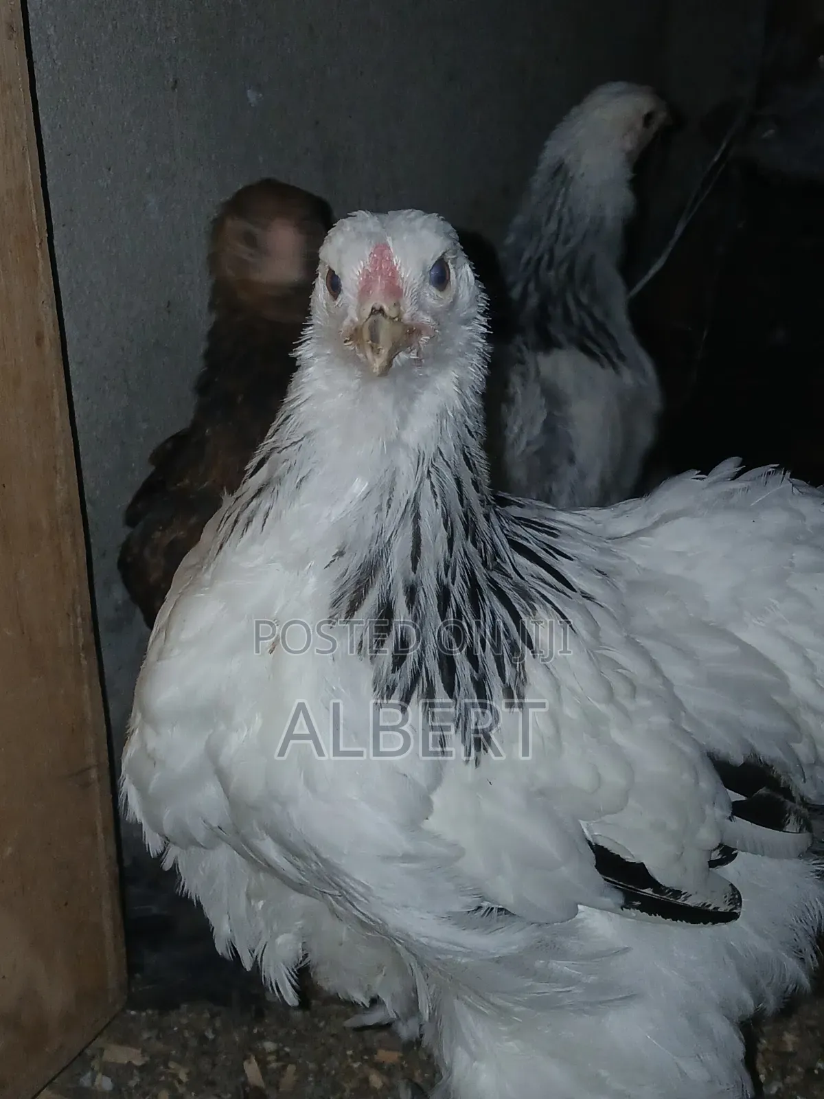Brahma Chicken (6 10-Week-Old Chicks)