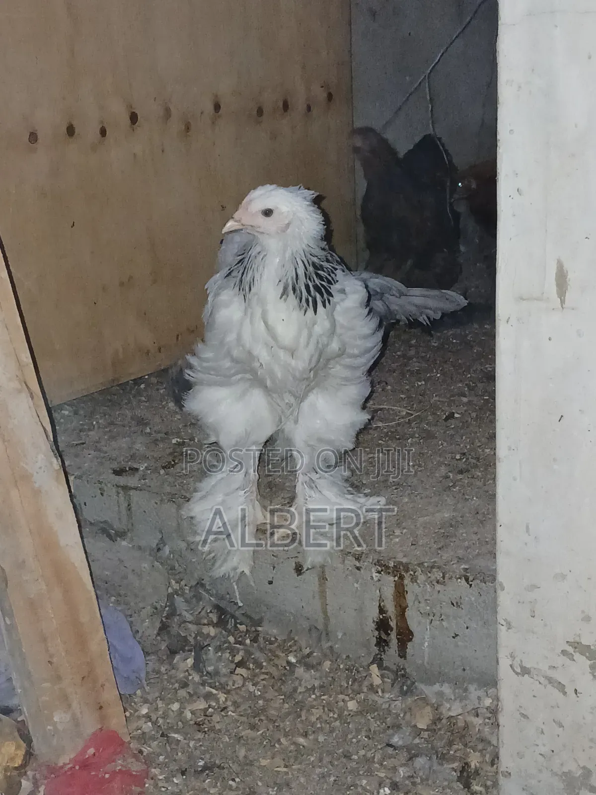Brahma Chicken (6 10-Week-Old Chicks)