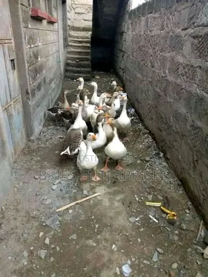 Goose Birds