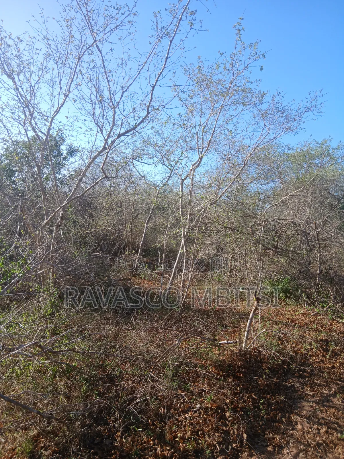 50 Acres Forsale in Malindi Boreshingwaya
