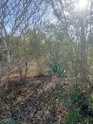 50 Acres Forsale in Malindi Boreshingwaya