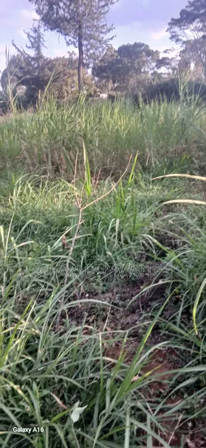 Kamburu via Githunguri Town 1/4 Acre