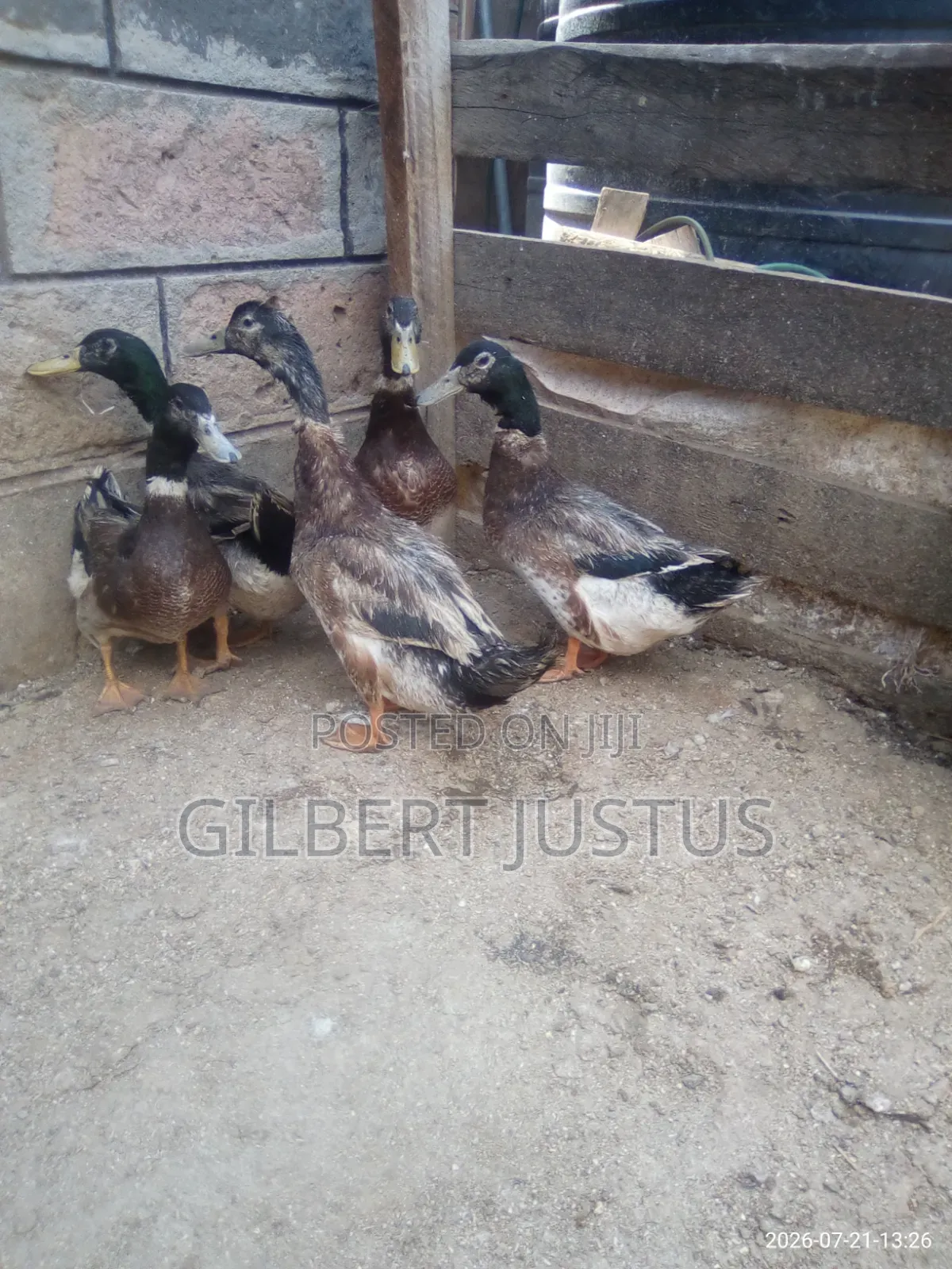 Ducks, Guinea Fowls, African and Chinese Goose and Eggs