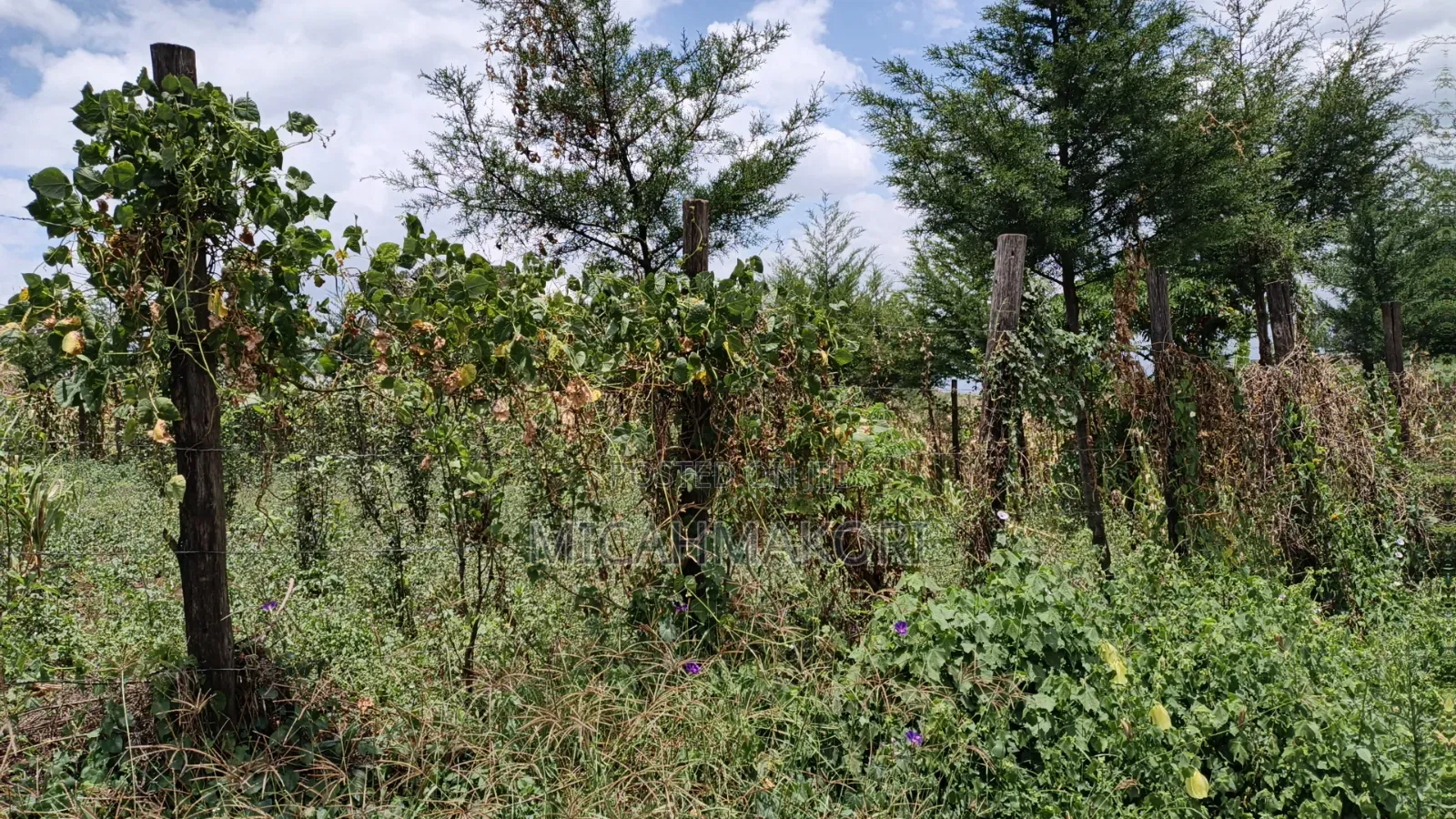 Plot for Sale 50*100