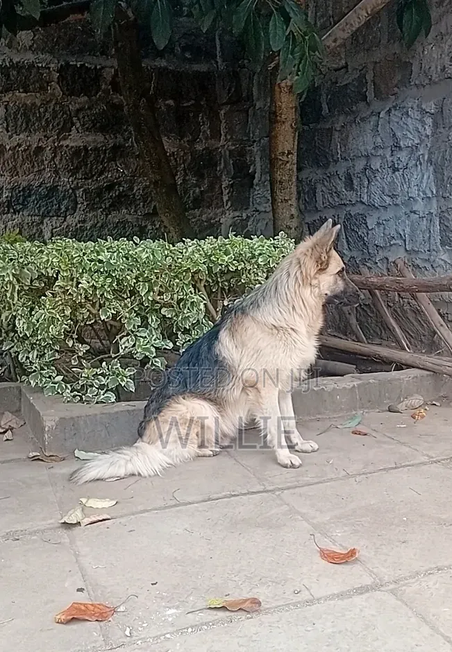 1+ year Male Purebred German Shepherd