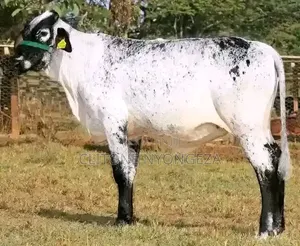 Matured Cow