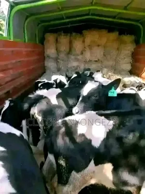 Matured Cow