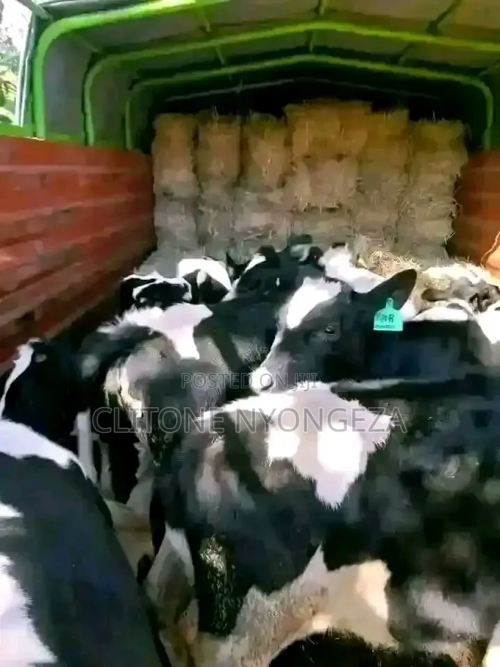 Matured Cow
