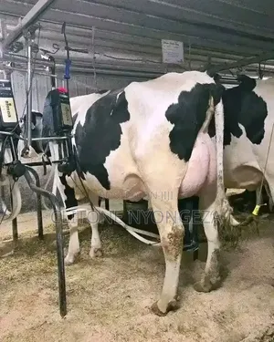 Matured Cow