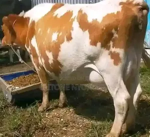 Matured Cow